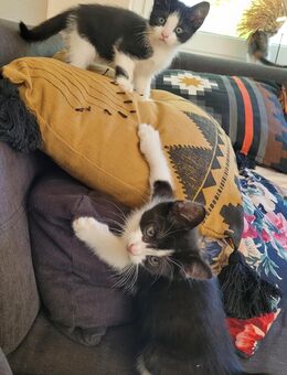 Katzenbabys Kitten - Wiefelstede