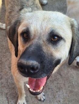 Leon-Boy-freundlich, imposant, wartet... - Mettmann