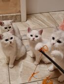 Reinrassige bkh silver shaded point Kätzchen abgabebereit in 41517