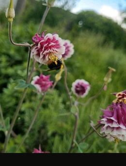 Akelei (Aquilegia vulgaris) Bunte Mischung - Horgenzell