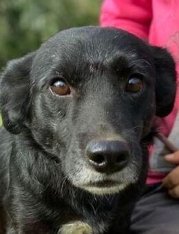 Freundlicher BLACKY - Gefrees