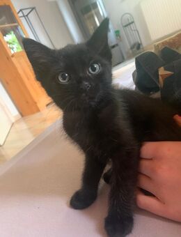 Kitten - Burgbrohl
