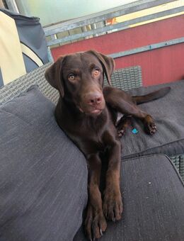 Labrador braun junghund Rüde - Emmerich (Rhein) Zentrum