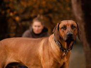 Rhodesian Ridgeback Welpen - Merzig