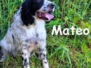 Mateo Spaniel sucht Glück! 06/20 ESP - Ruppertsecken