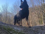 Deutscher Schäferhund - Maulburg