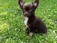 Wunderschöne Langhaar Chihuahua Rüden! - Gladbeck