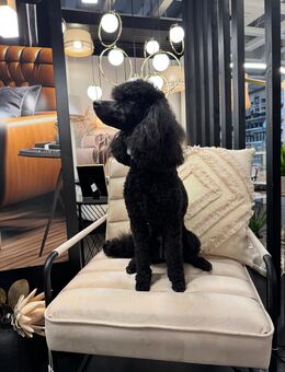 Mobiler Hundefriseur / Hundefriseur / Groomer - Solingen (Klingenstadt)