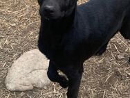 💜 Rayne - kleine schwarze Schönheit 🖤 - Eislingen (Fils)