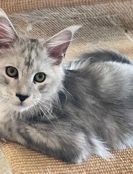 Maine Coon Kitten Shaded Linie mit Stammbaum - Gunzenhausen