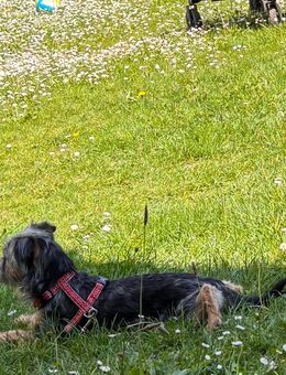 Yorkshire Terrier Mix Sucht ein Zuhause - Velbert