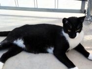 Lebhafter, sozialer Kater Theo - Karlsruhe