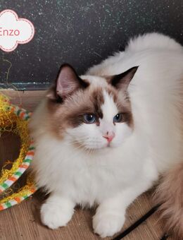 Ragdoll Kitten mit Stammbaum ab sofort - Gochsheim