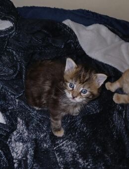 Xxl maine coon kitten reinrassig - Bad Kissingen