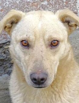 BELI sucht Familienanschluss - Gefrees