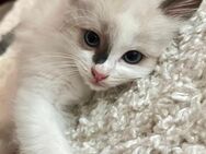 Ragdoll / Heilige Birma mix Kitten! - Oberhausen