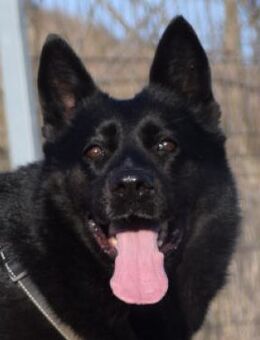 Sancho - freundlich & verspielt - Lohmar