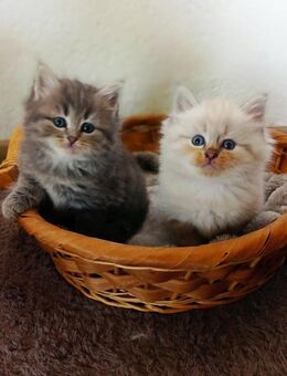 Sibirische Kätzchen Kitten Katze - Reichling