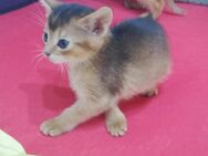 Abessinier Kitten, 3 Monate alt reinrassig, wildfarbe - Zeitz