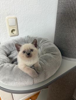 Bkh/Ekh kitten - Aachen
