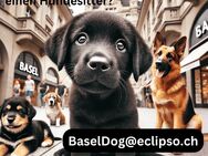 HundeSitter - Katzen & Hundebetreuung BASEL - Basel