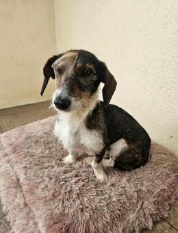 Rauhaardackel-Mix Twix - Eichenzell