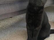 Ruby sucht dringend ein neues zu Hause - Mutlangen