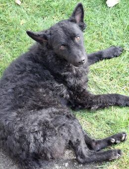 Herzenshund 🌟 Enrico sucht sein Zuhause - Freilassing