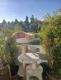 Ich suche einen kleinen Kater - Krefeld