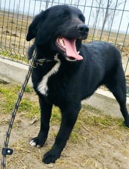 Coco sprüht vor Lebensfreude - Olsberg