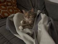 Katzen abzugeben BKH/Maine Coon - Karlsruhe