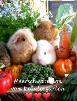 Rex Meerschweinchen vom Kräutergarten ❤️ ❤️ ❤️ Oberhausen ❤️ - Oberhausen