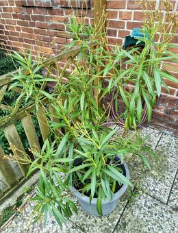 Oleander gelb - Barsinghausen