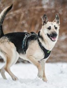 Charlotta❤️wünscht sich ein Zuhause - Rott (Inn)