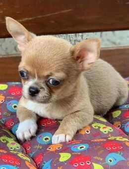 Entzückende Chihuahua-Welpen zur Adoption verfügbar - Halberstadt