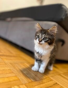 Liebevoller Maine Coon Kater 13 wochen alt - Wermelskirchen
