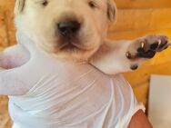 Labrador Welpen - Buttelstedt