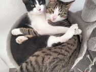 2 Kater, EKH, in7 Monate alt suchen ihr neues zu Hause - Hamburg Wandsbek