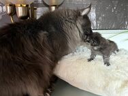 Reinrassige Maine Coon XXL Kitten mit Stammbaum. - Bielefeld Zentrum