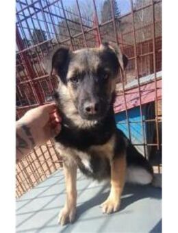 Eve Pflegestelle oder Zuhause gesucht! - Oberwies