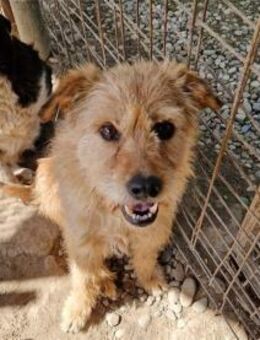 Lillie - Pflegestelle oder Zuhause gesuc - Oberwies