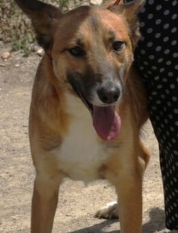 Pichichus, vorsichtig, freundlich, offen - Westerholt