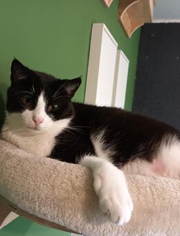 Katze und Kater Geschwister 2 Jahre alt geb 04.04.23 - Neuhaus (Oste)