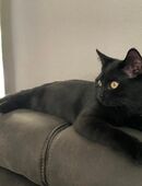 Rio BKH Mix sucht ein liebevolles Zuhause in 26676