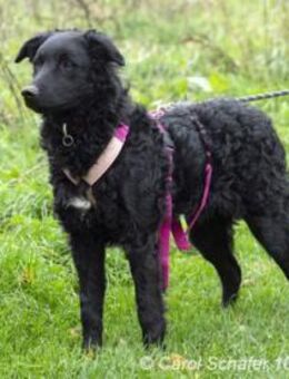 Bonny, liebevolle und nette Hündin - Egelsbach