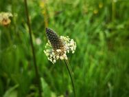 Spitzwegerich Samen Blumensamen Schmetterlinge Heilpflanze mehrjährig Spitzwegerichsamen Wegeriche Heilwirkung insektenfreundliches flower seeds Kleintierfutter garden Geschenk Saat - Pfedelbach