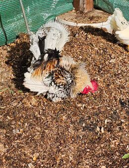 Zwerghahn dringend abzugeben - Plettenberg