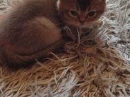 Katze Männchen BKH mix - Saarbrücken