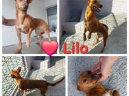 Lilo - eine kleine, freundliche Hündin - Willich