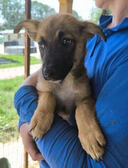 NIKI ~ zuckersüßes Welpenmädchen - Duisburg